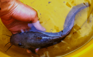 Cleaner fish in aquaponics