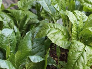 Why aquaponics? It produce leafy vegetables in a small surface