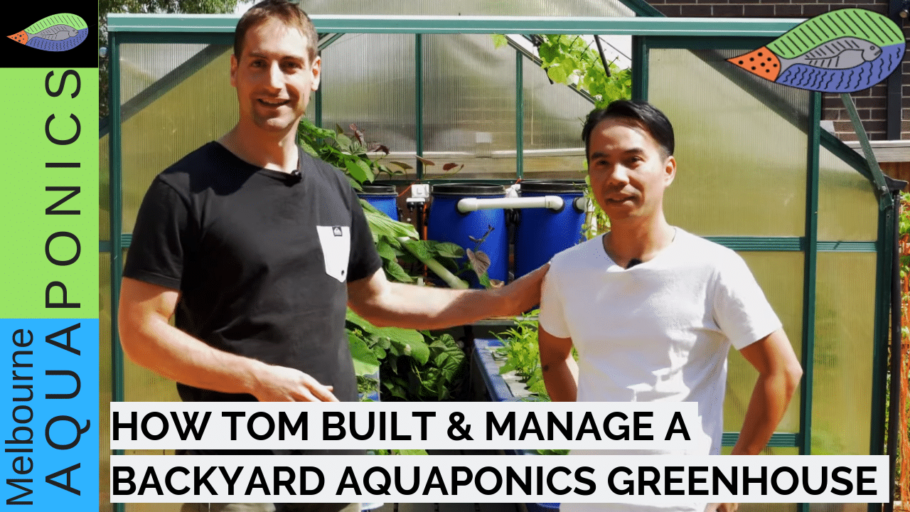 Greenhouse aquaponics