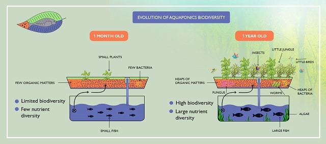 Evolution of aquaponics biodiversity
