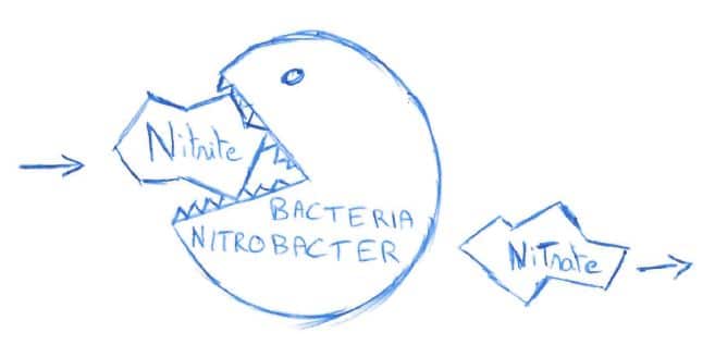 Nitrite transformed by nitrobacter bacteria into nitrate (nitrogen cycle)