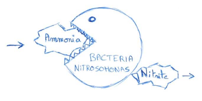 Ammonia transformed by nitrosomonas bacteria into nitrite (nitrogen cycle)