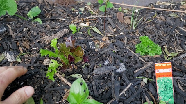 Soil-lettuce-small-growth