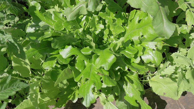 Lettuce-aquaponics-high-growth