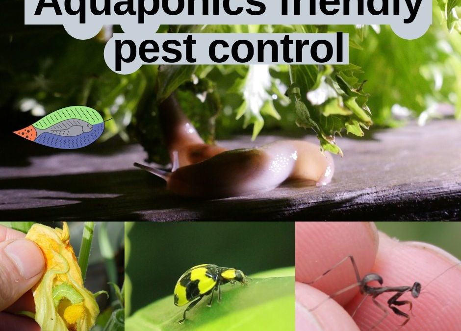 Aquaponics pest control
