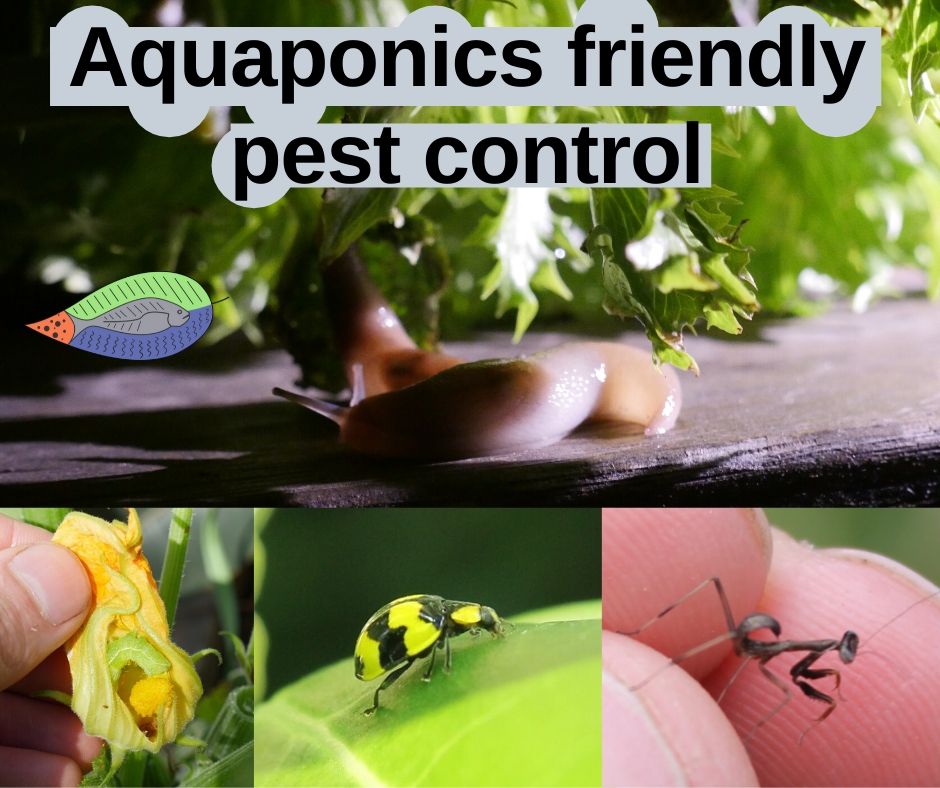 Aquaponics friendly pest control