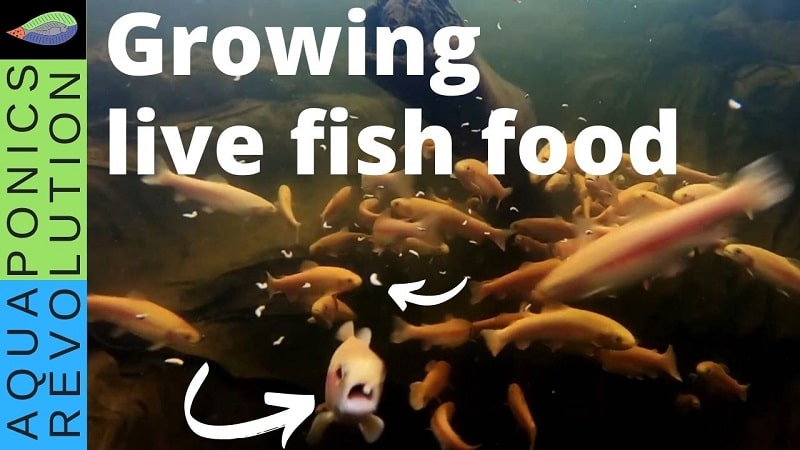 Growing live fish food
