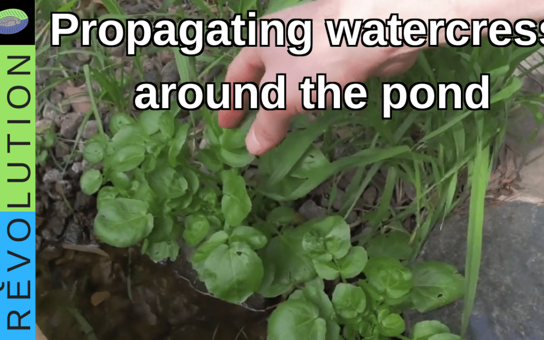 Watercress in aquaponics