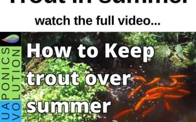 How to Keep Trout Alive in Summer: Cooling Strategies for Aquaponics