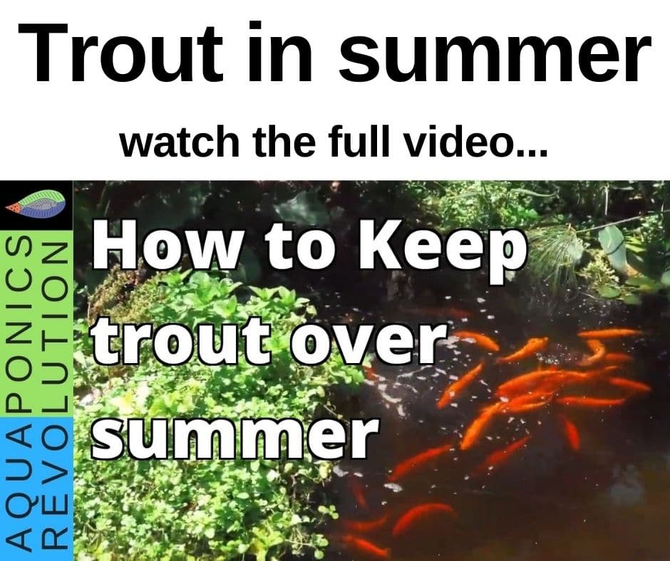 Keep trout in summer
