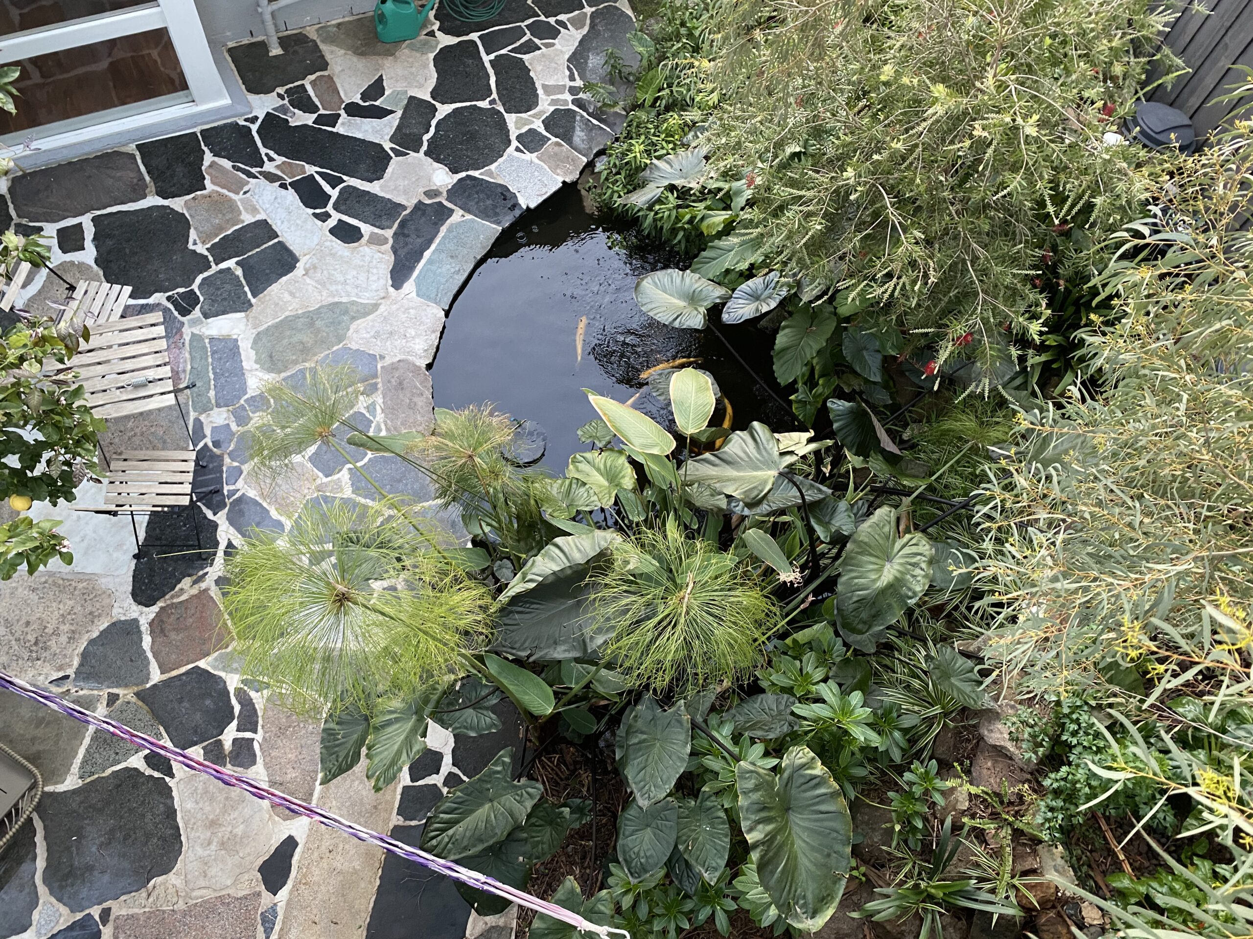 Bird’s-eye view of a beautiful holistic aquaponics oasis integrated into a natural garden