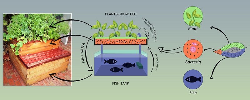 Aquaponics system overview infographic showing the symbiotic relationship between fish and plants