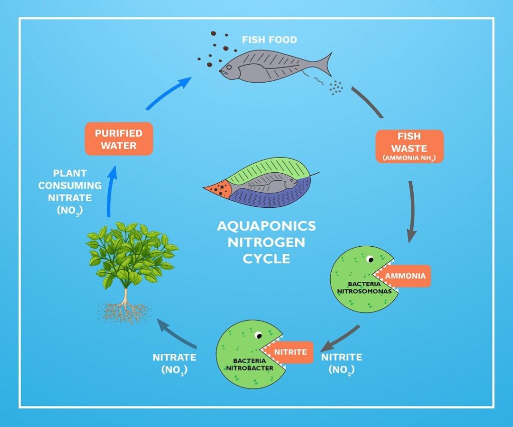 Diagram of the nitrogen cycle in aquaponics showing how fish waste feeds plants