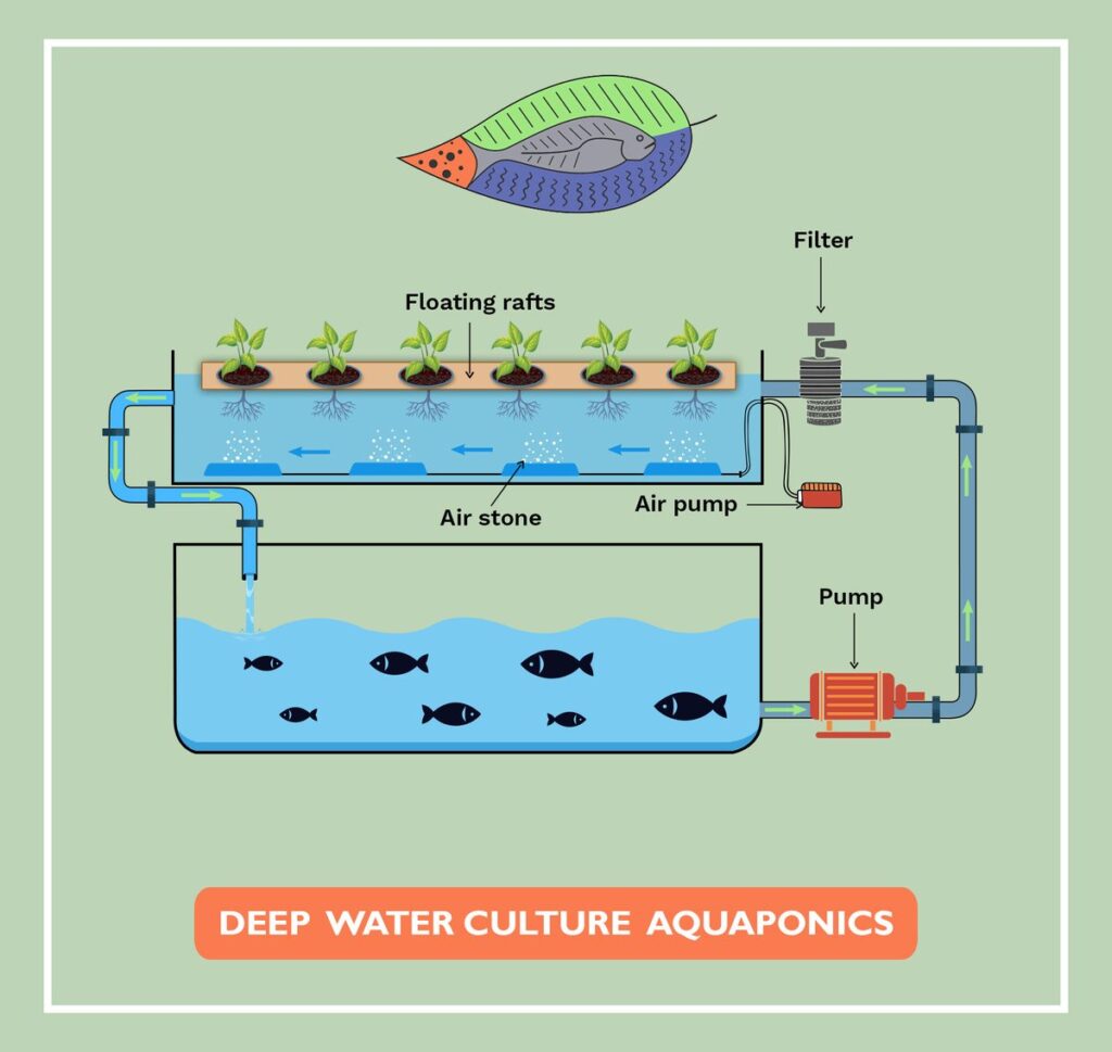 Deep water culture DWC aquaponics system diagram with floating rafts