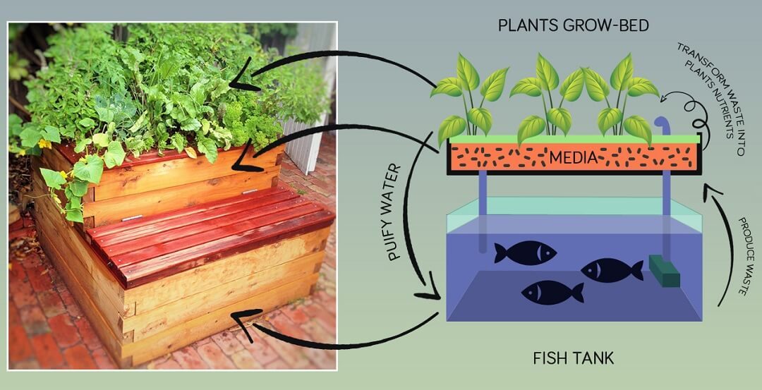 Flood and drain aquaponics system diagram showing media bed design