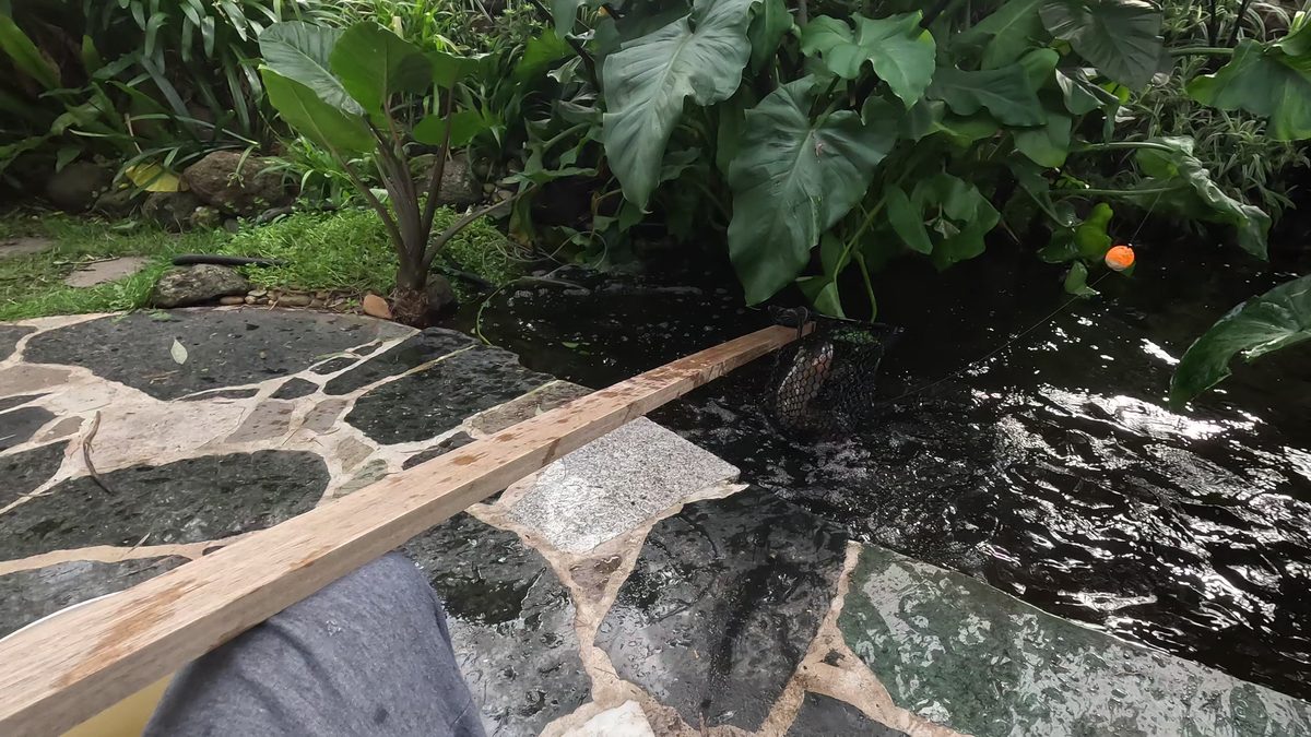 Rainbow trout swimming in a clear aquaponics fish tank