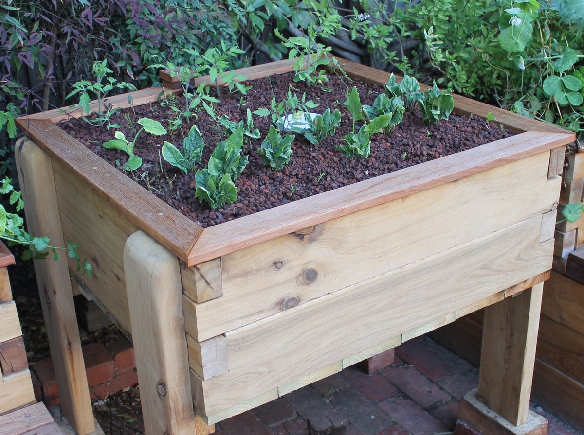 Lush aquaponics grow bed with thriving plants in a wooden frame