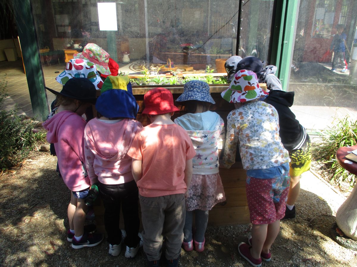 Children learning about aquaponics at a school community project