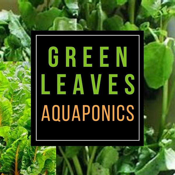 Green Leaves Aquaponics Training