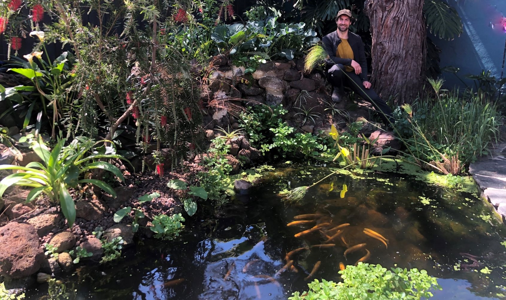 Lush aquaponics garden with fish pond surrounded by thriving plants
