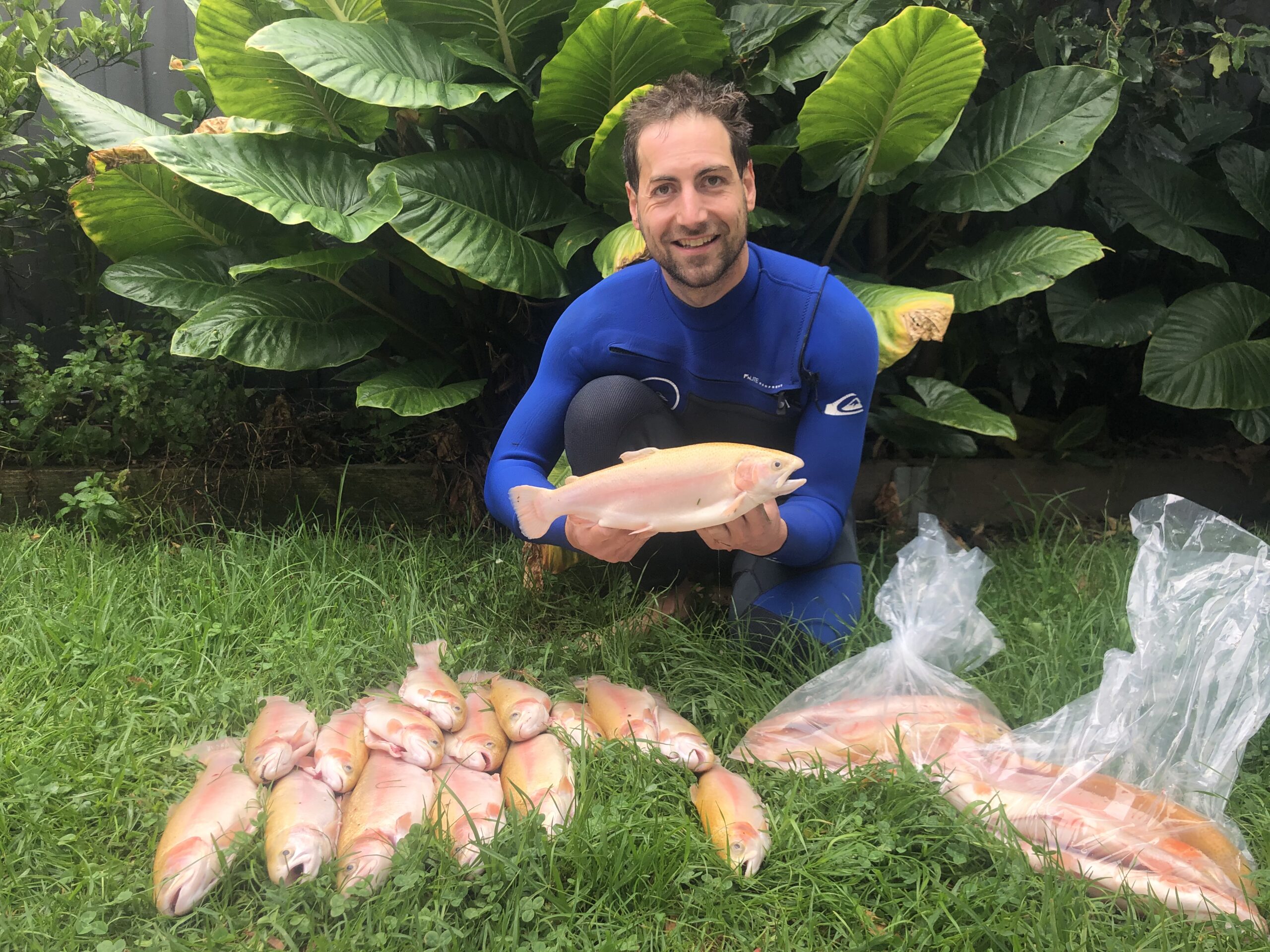 Fresh trout harvest from a backyard aquaponics system