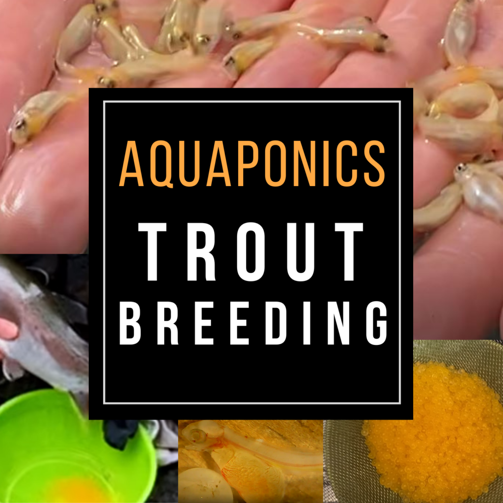 Trout breeding in aquaponics training course